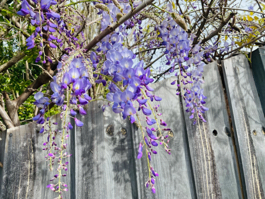 紫藤花开放的春天了去逛花市吧