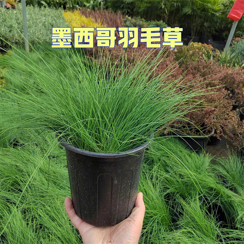 花境植物第3弹墨西哥羽毛草