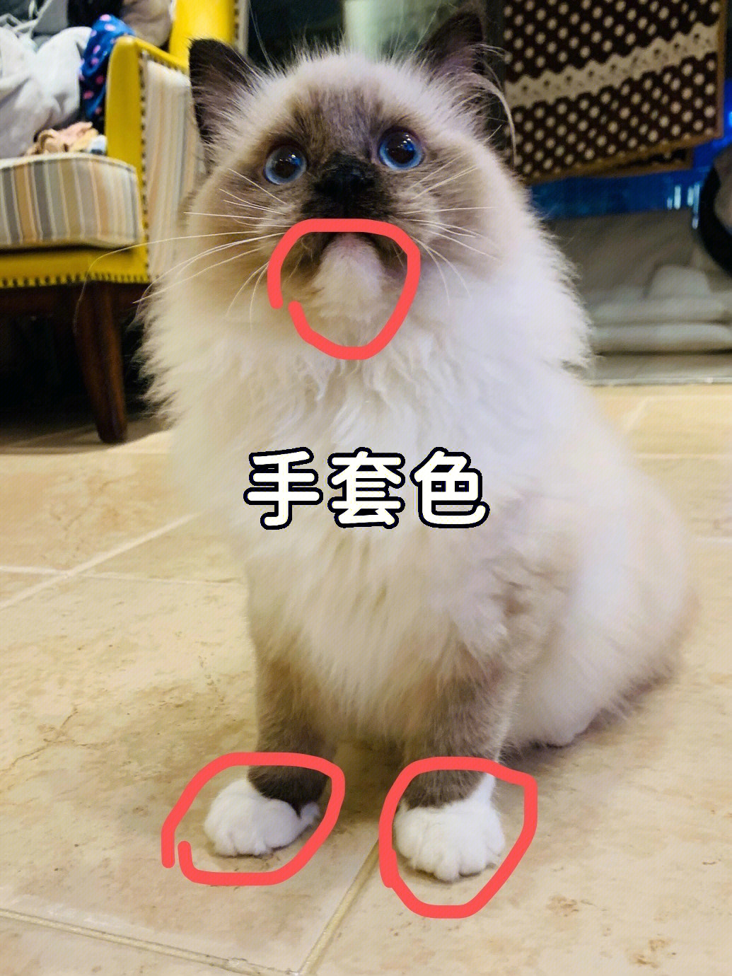 布偶猫科普重点色和手套色