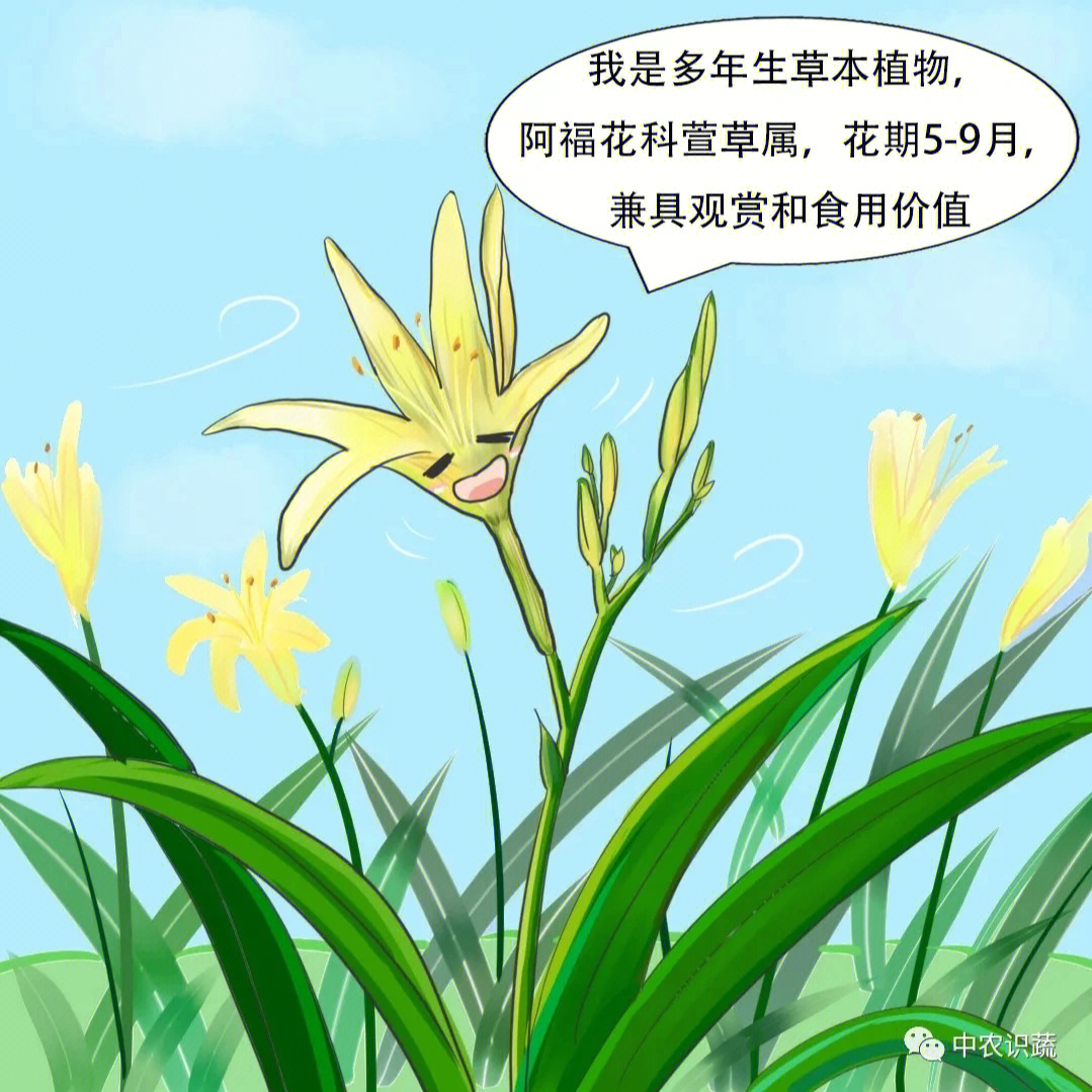 这样的黄花菜你爱了吗