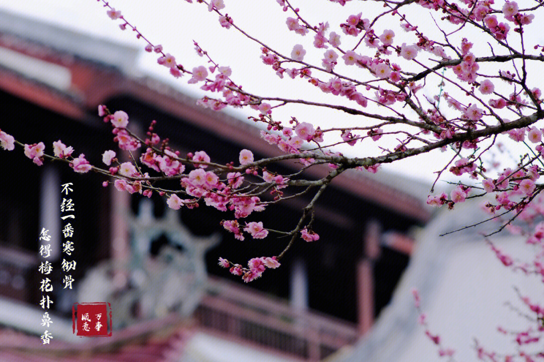 说了好几年的林阳寺看梅花,总是因为各种原因没有去成,今年终于把计划