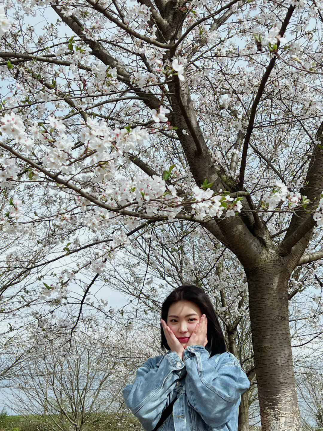 sakura