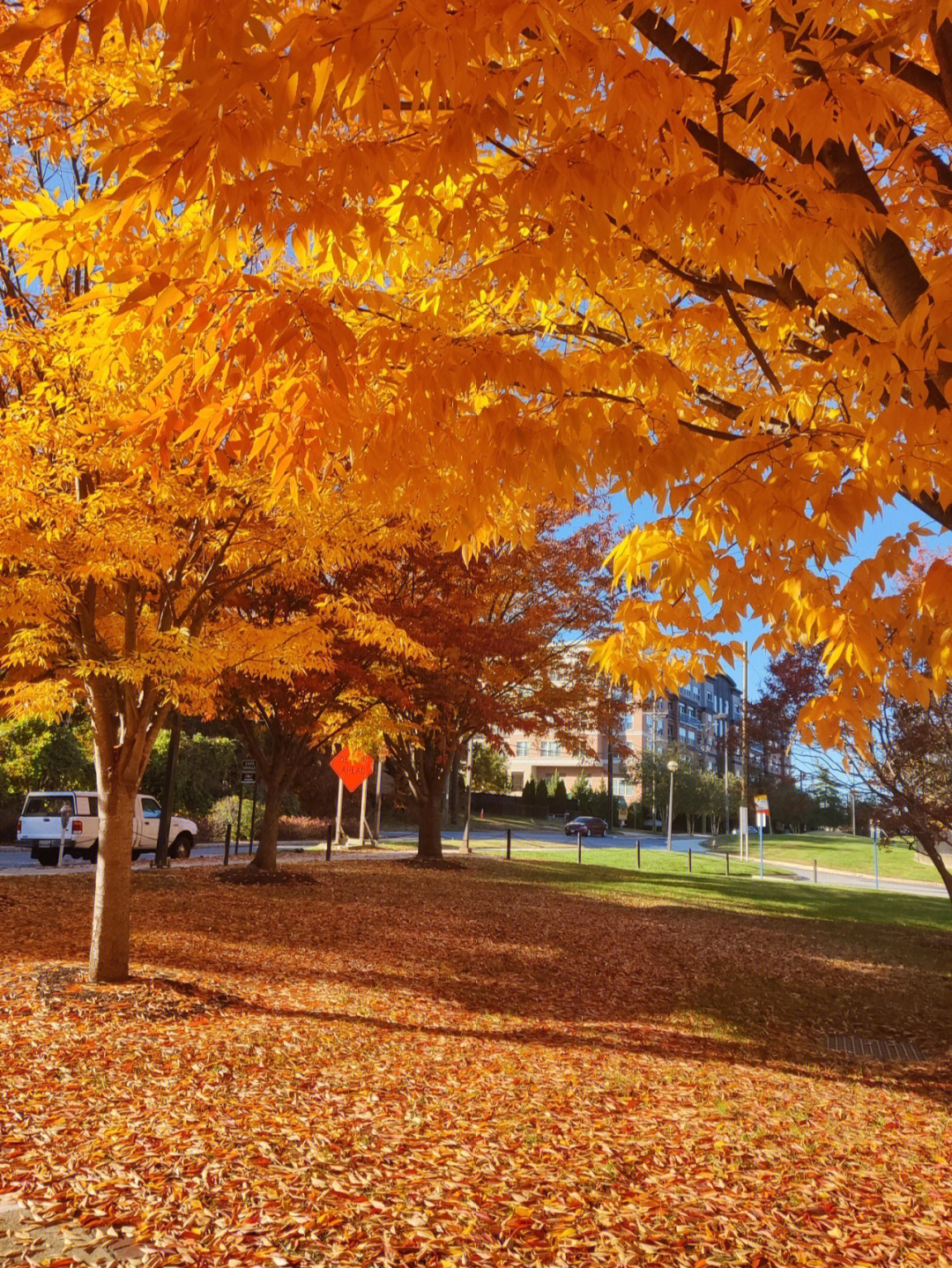 马里兰umdcollegepark秋景图