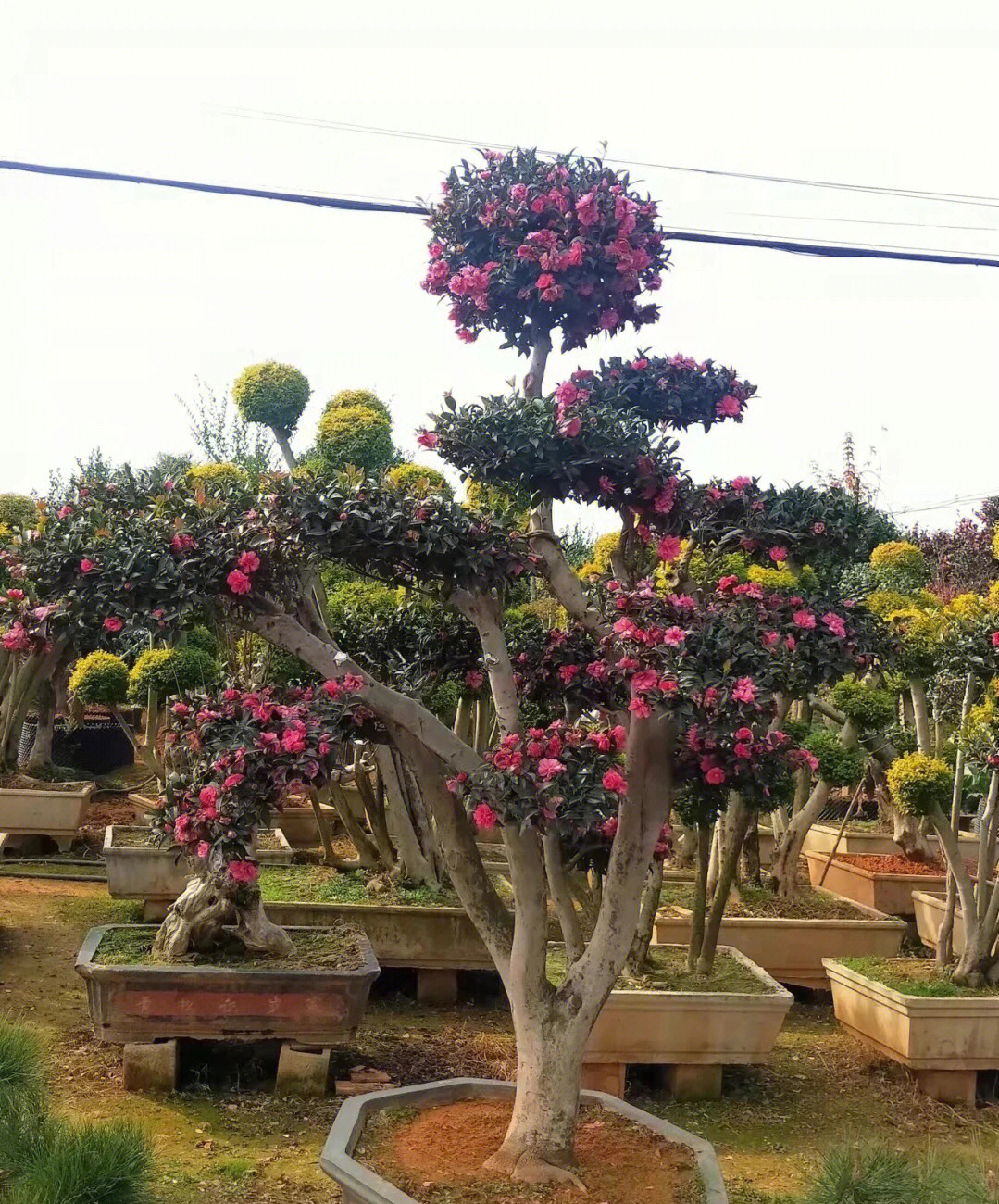 进口茶花树