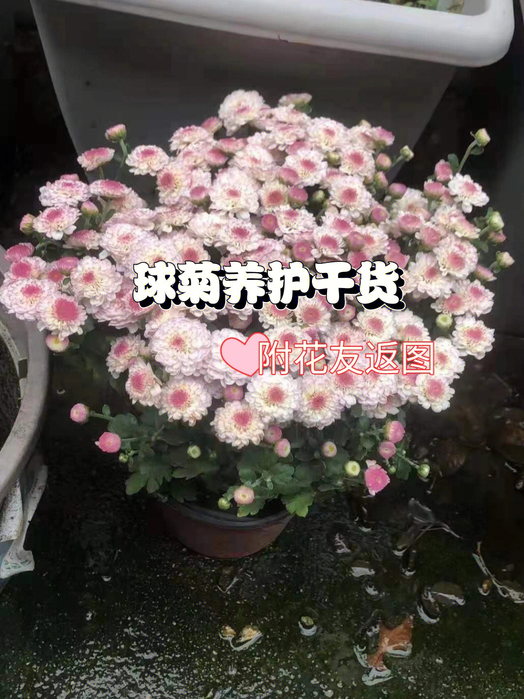 球菊(球菊什么时候播种)