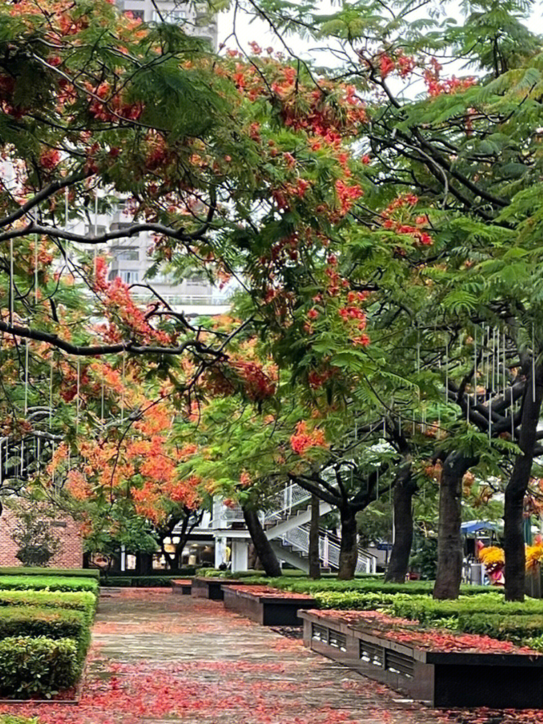 深圳生态广场雨后凤凰花