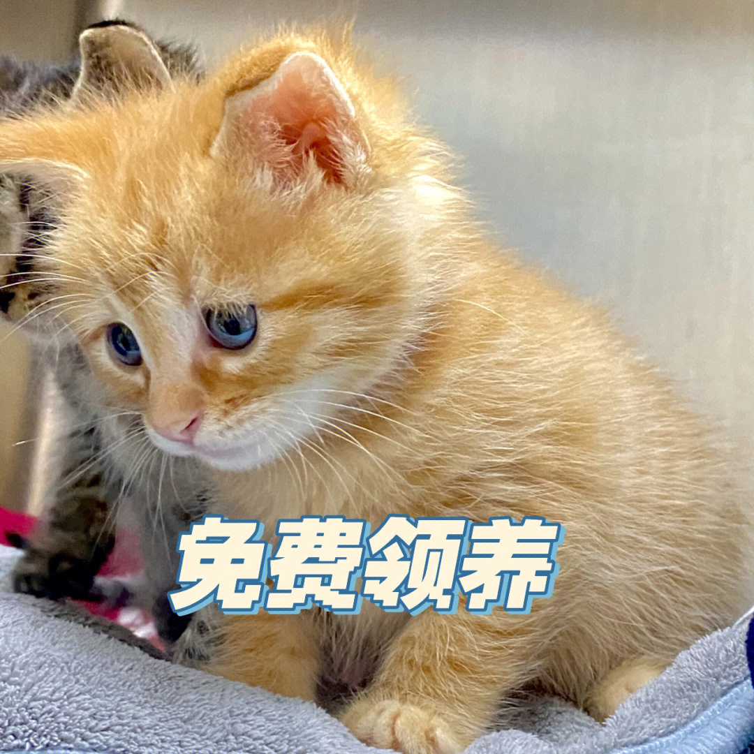 免费领养小橘猫