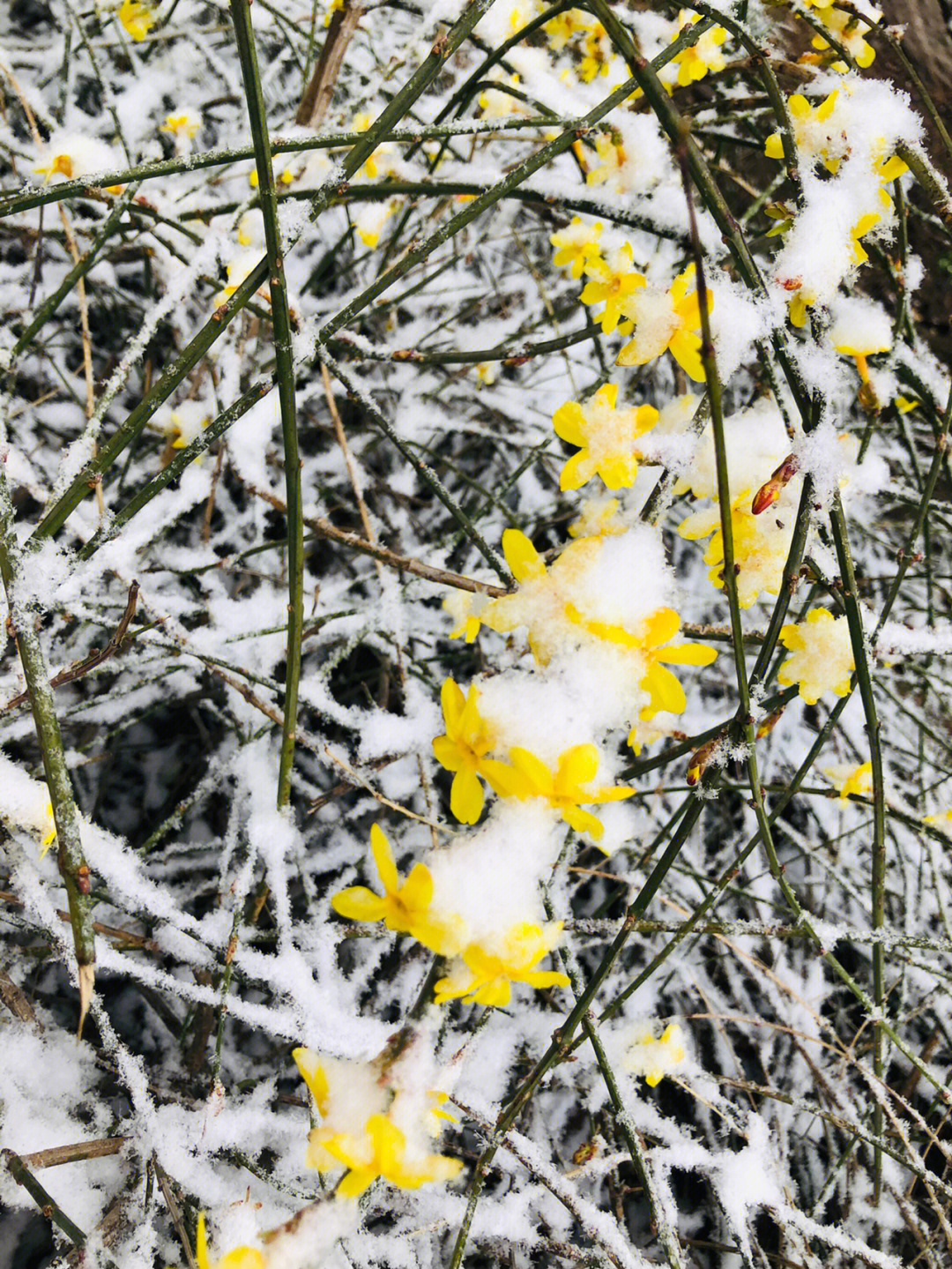 笔记灵感#一起来看雪吧 三月的雪,美在骨子里,温柔在心里