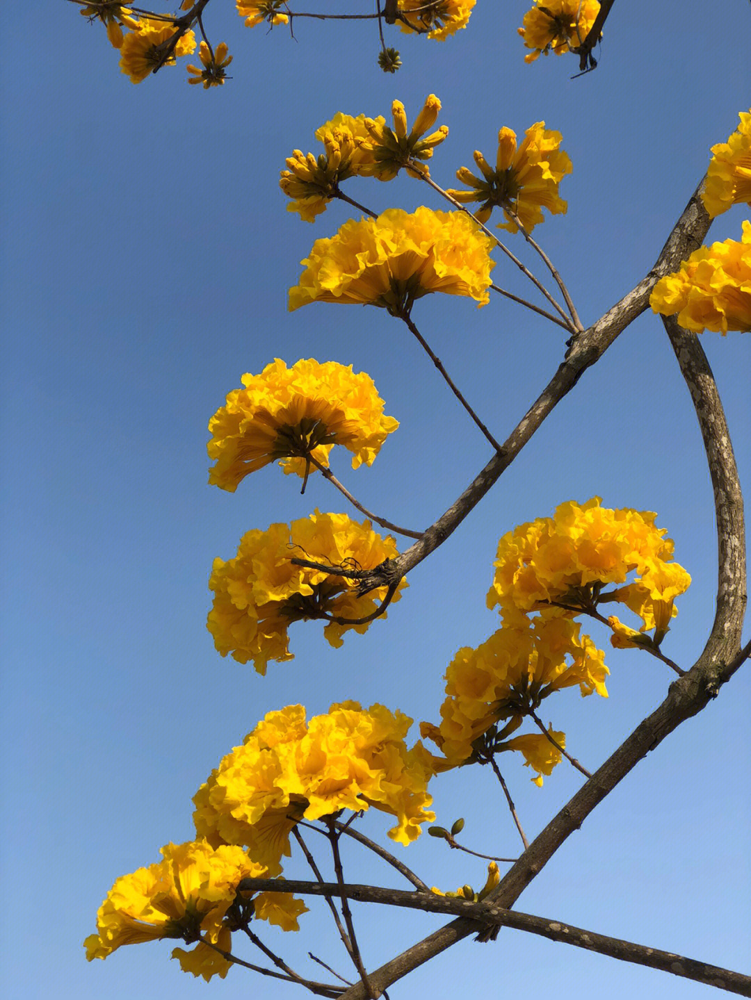 春天的黄花风铃木