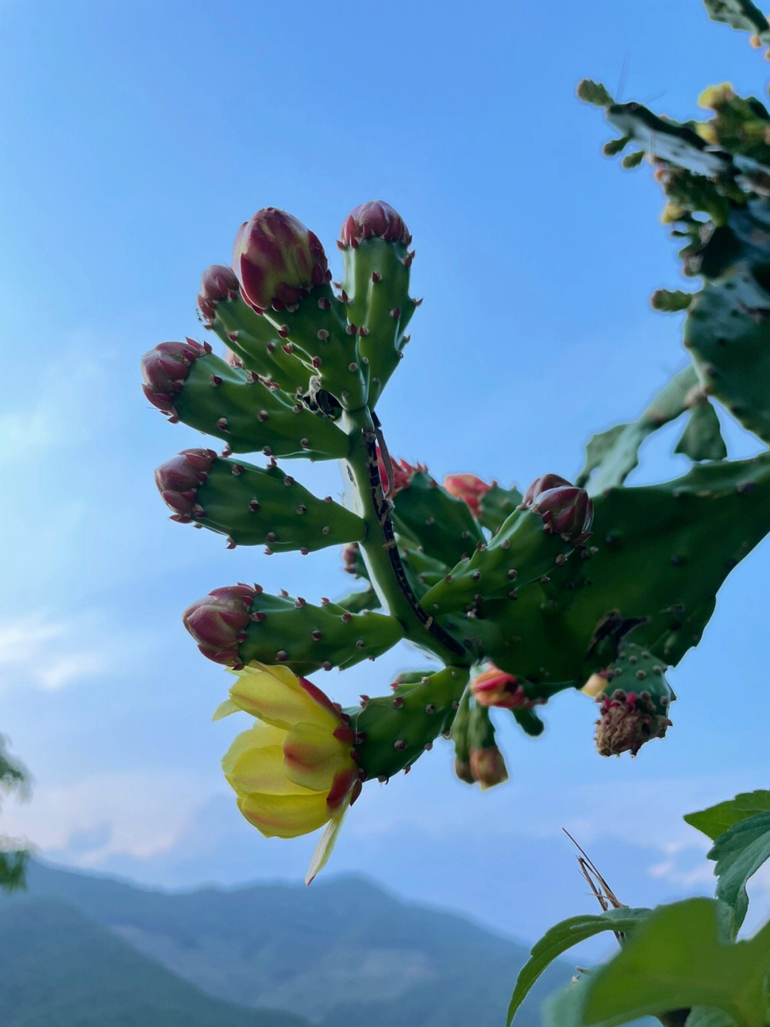 遇见仙人掌惊艳花期