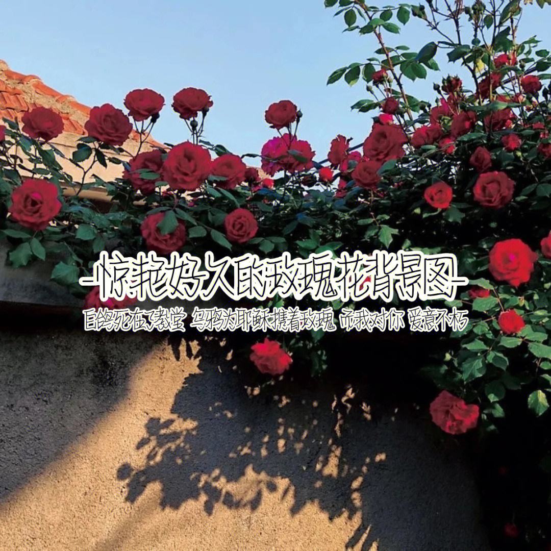 我要上热门#背景图#小王子的玫瑰花#玫瑰花#朋友圈背景