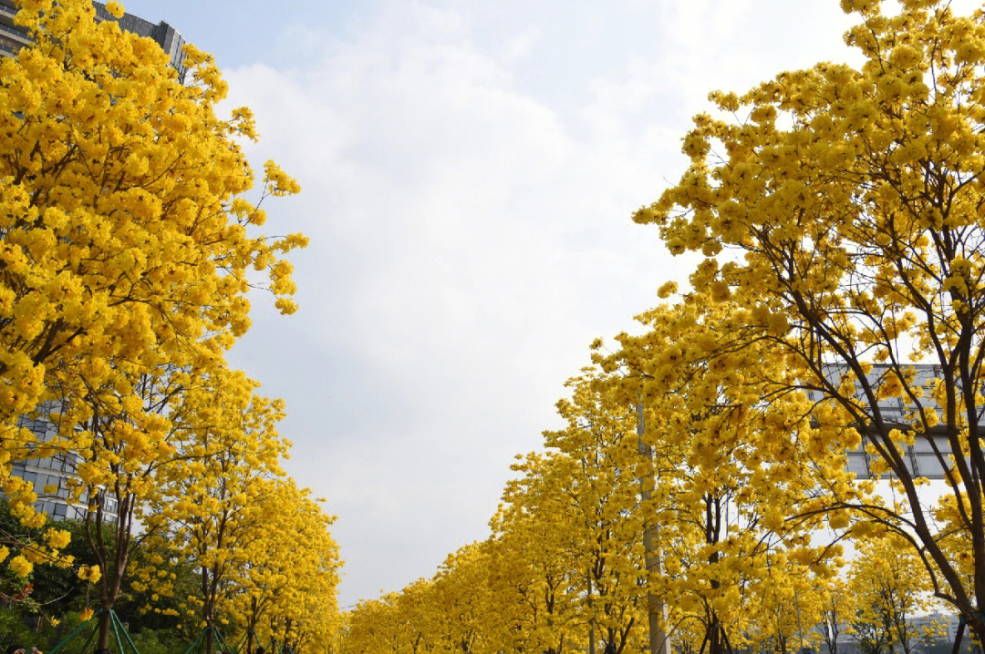 黄花风铃木