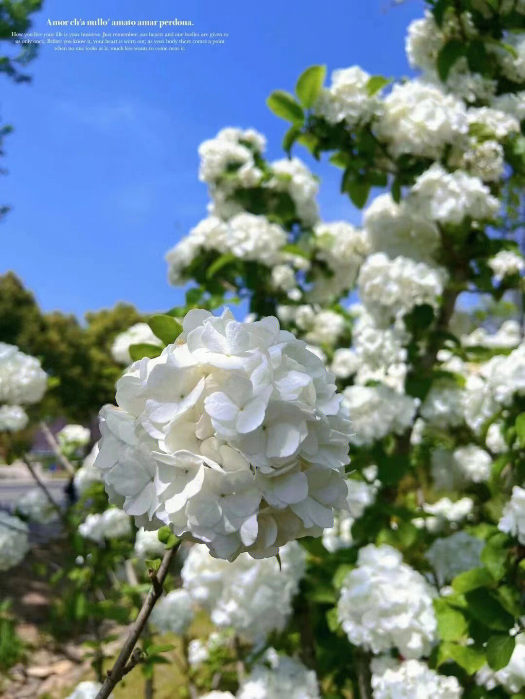 绣球花美的一树繁花