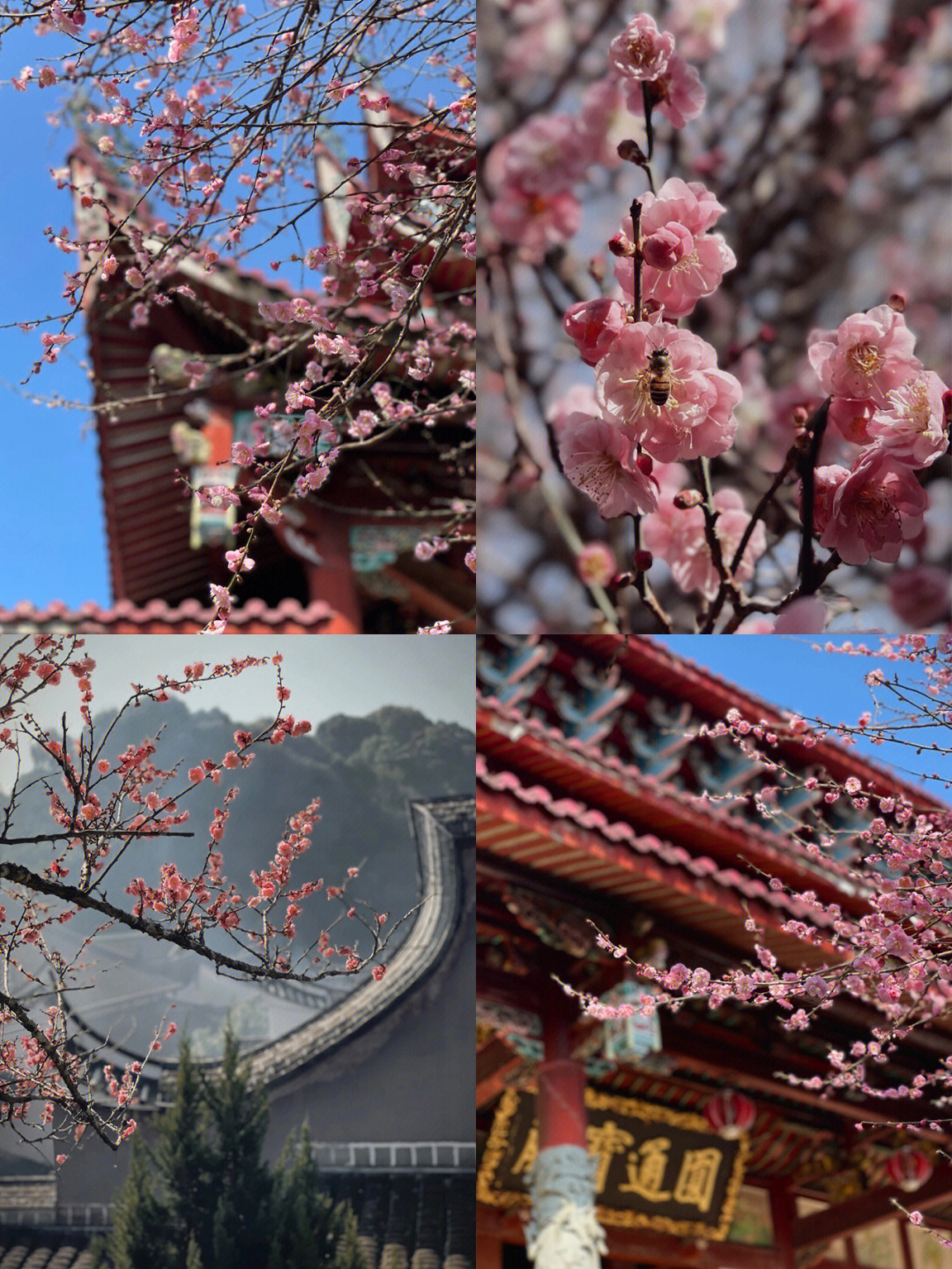 福州旅游林阳寺梅花盛放附上拍照小技巧