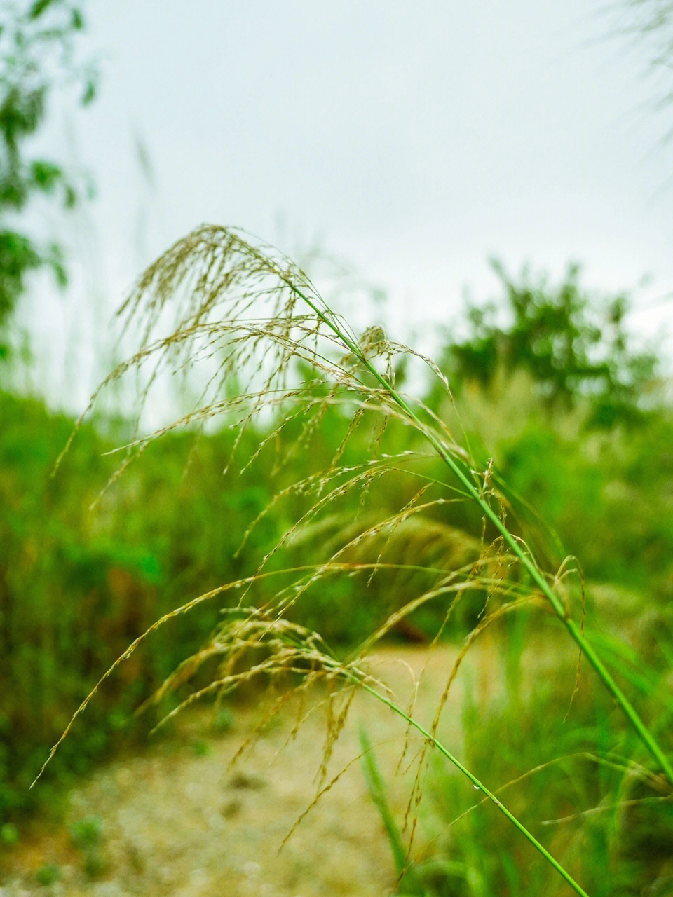 五节芒植物拍照�