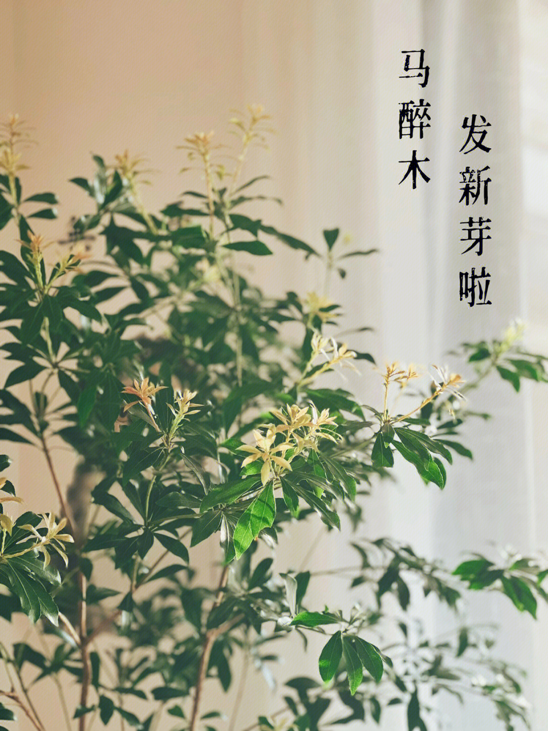 马醉木