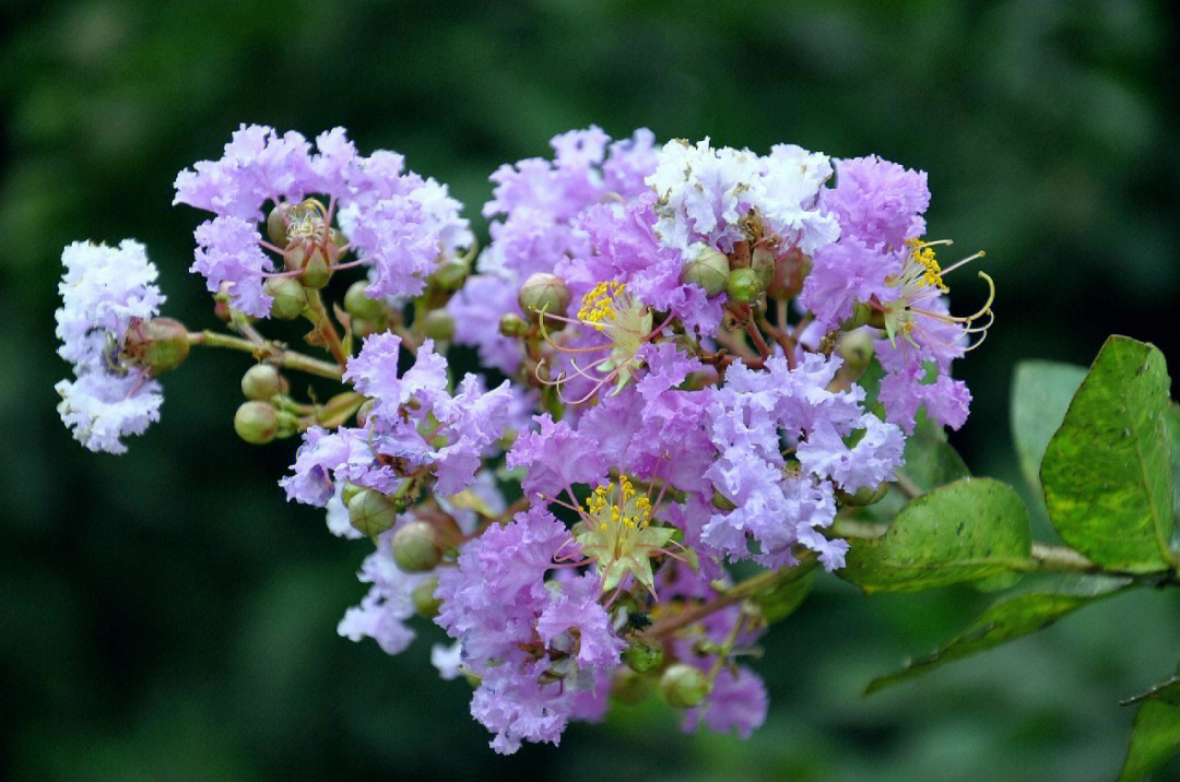 紫薇花开