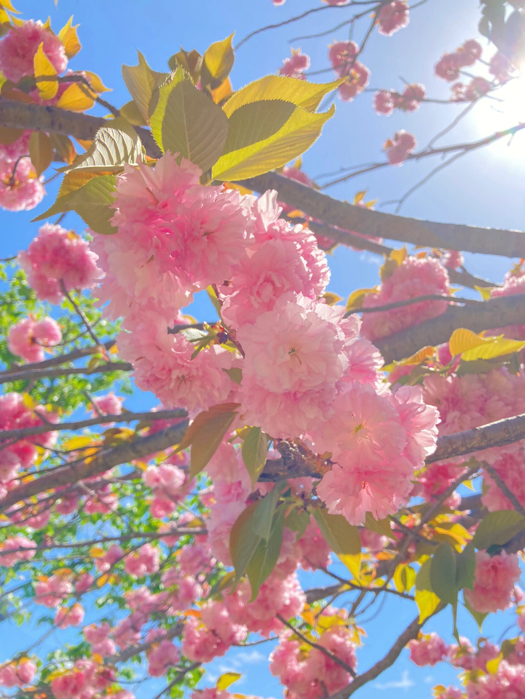 17 99 冈崎公园#kyoto#sakura#樱花#我的日常#分享日常