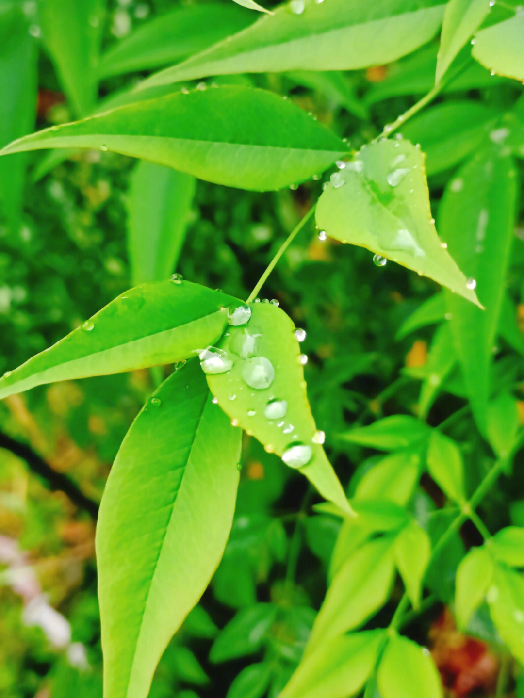 雨后风景