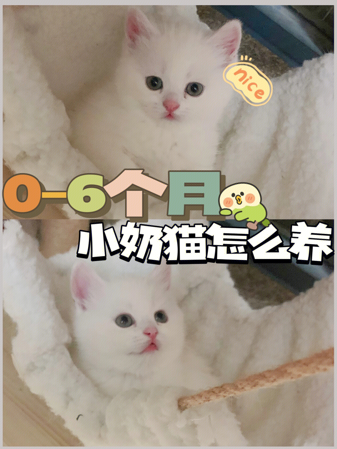 猫咪最难养的6个月|小奶猫喂养|新手养猫