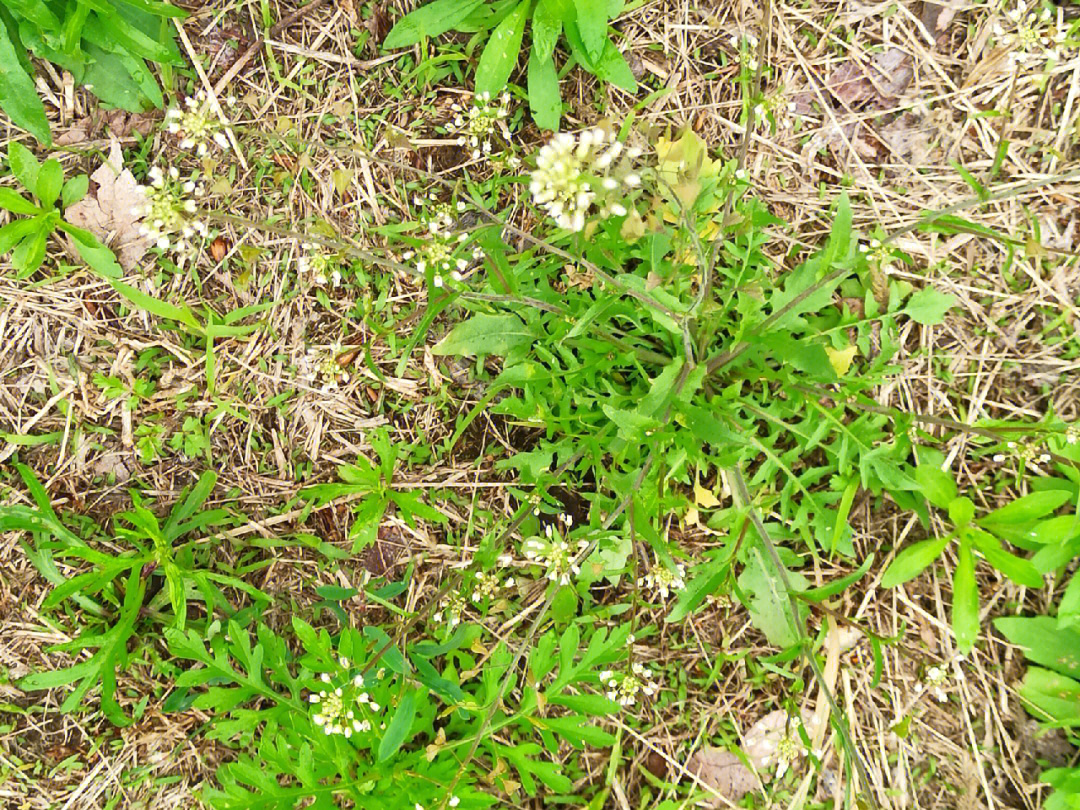 东北野草花十七荠菜诗经植物