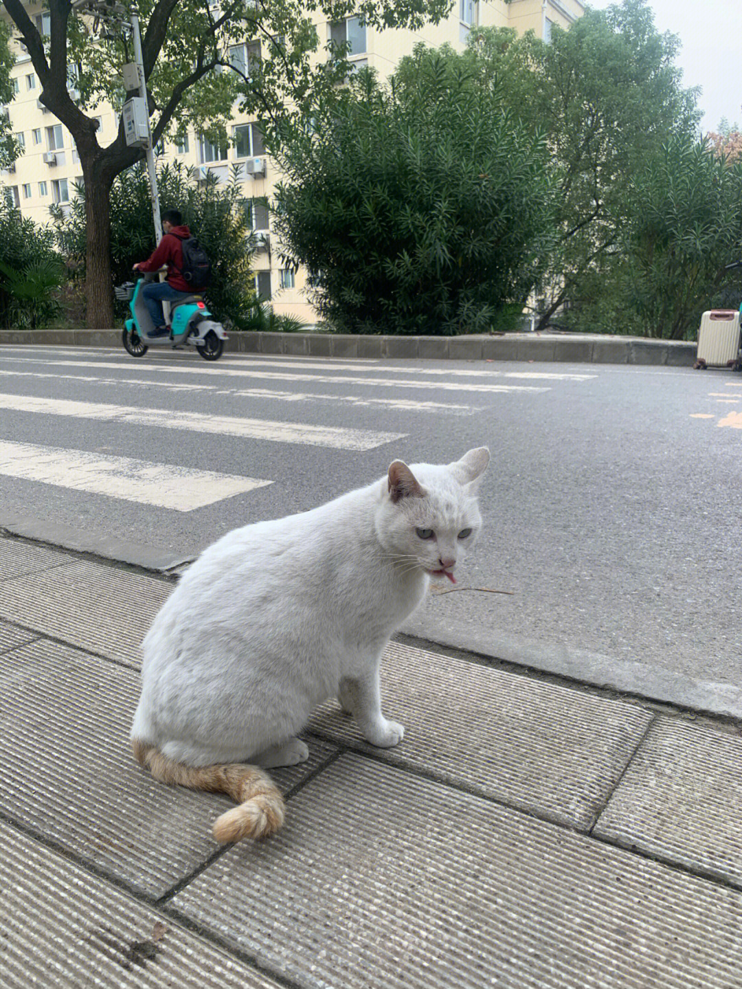 武汉大学的猫咪好多呀