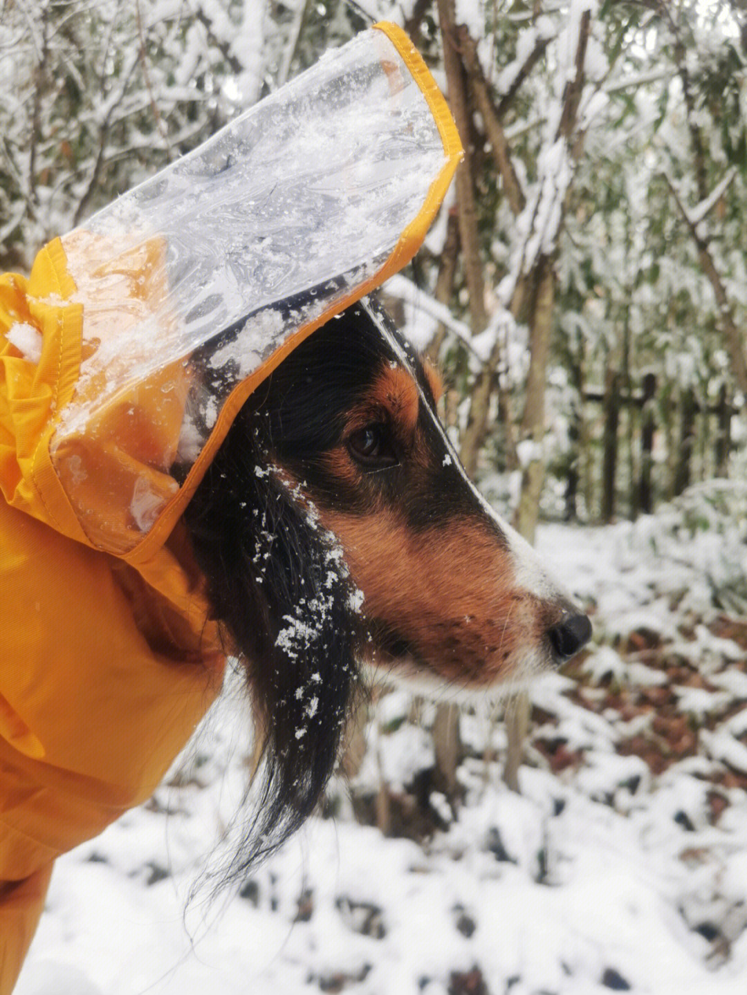 不怕冷那我们出门踏雪吧