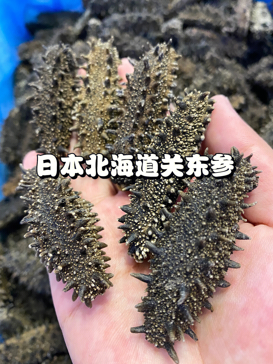 日本北海道野生关东参