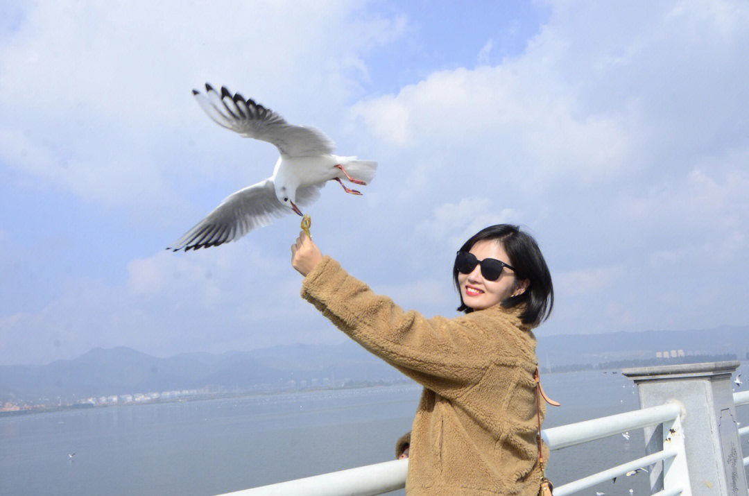 昆明海鸥季