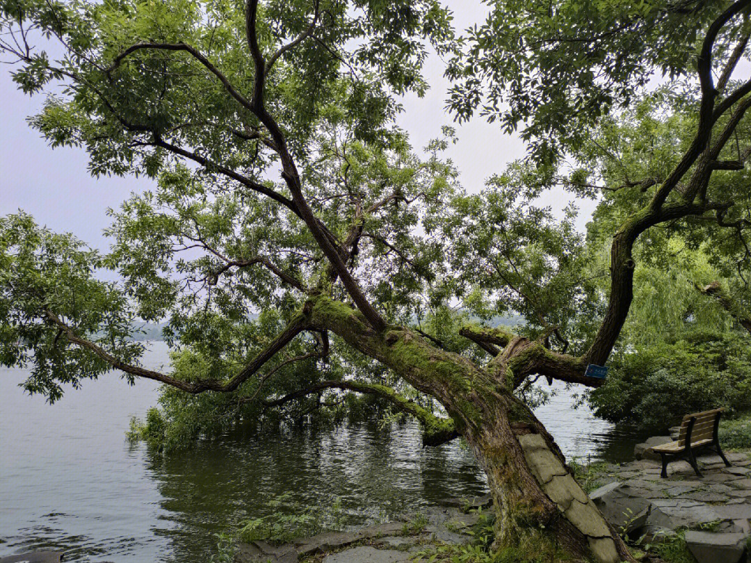 西湖边好多大树都长成喝水的样子