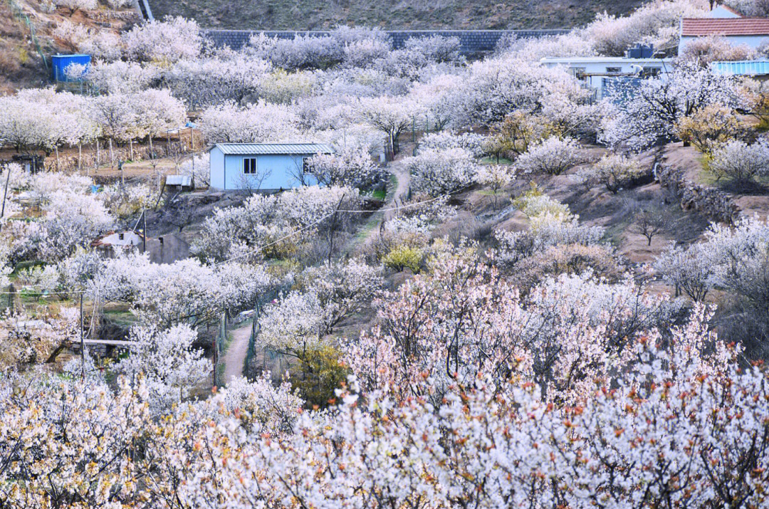 在青岛没看过樱桃花是对春天的辜负