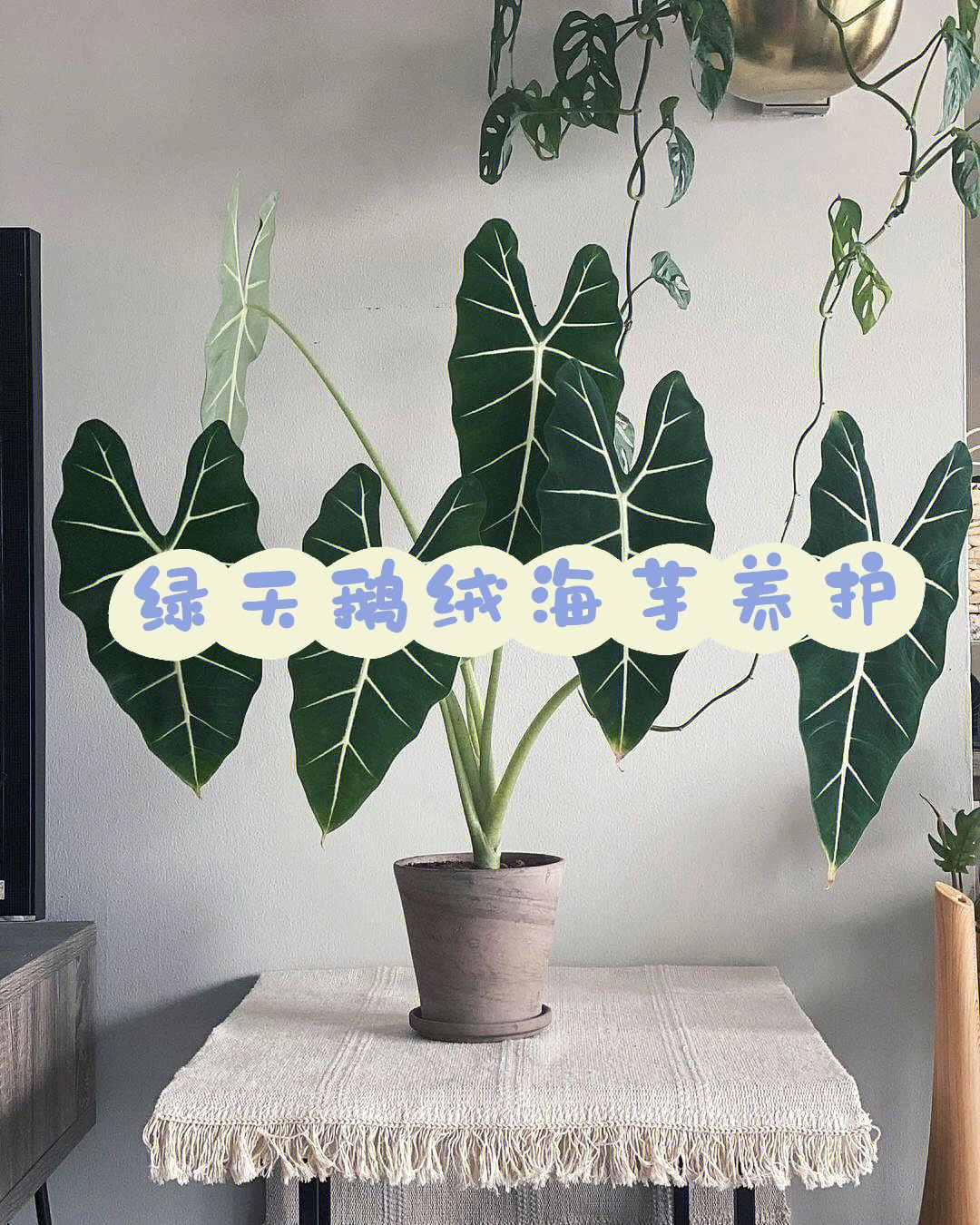 绿天鹅绒海芋养护宝典来也