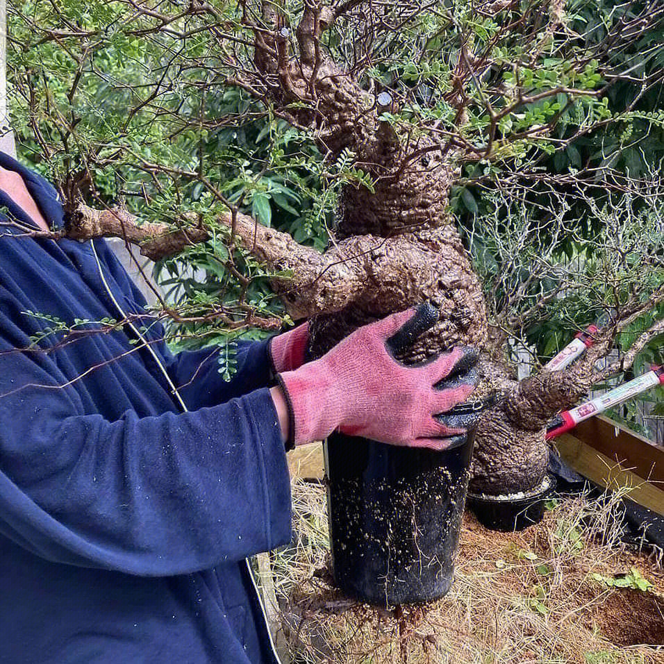 块根欣赏象足漆树