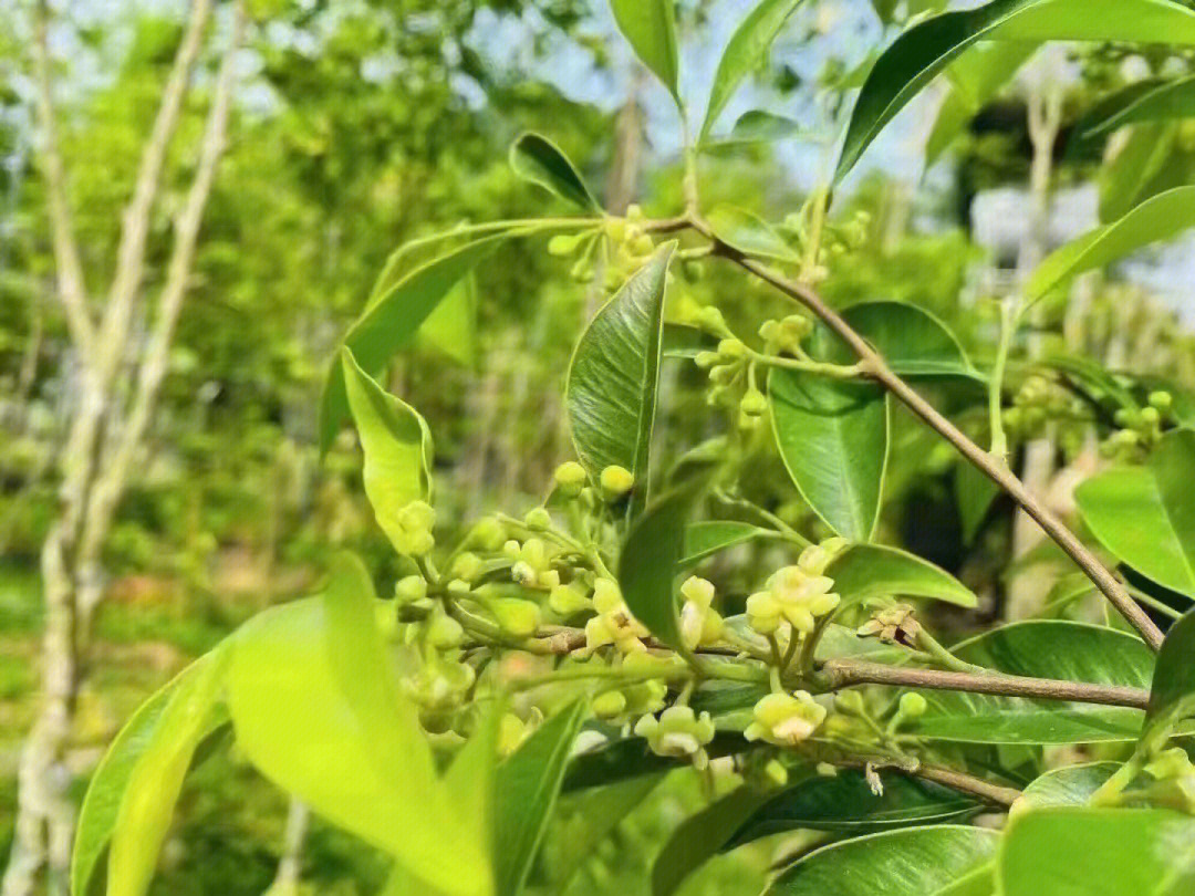 奇楠沉香树从花61到开69花谢是十天61开八69天