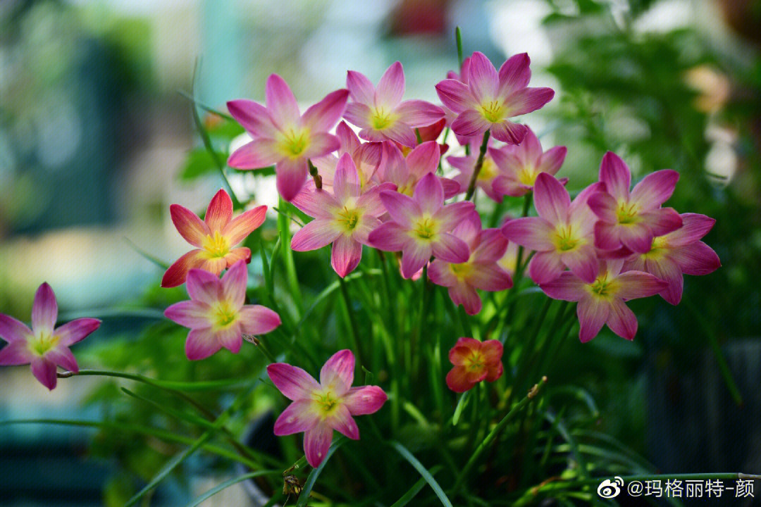 一早去看我的风雨兰'钦达,开花第二天