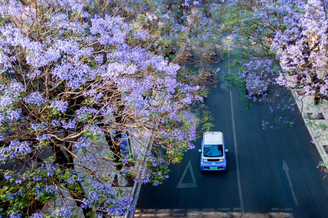 蓝楹花下的花式浪漫