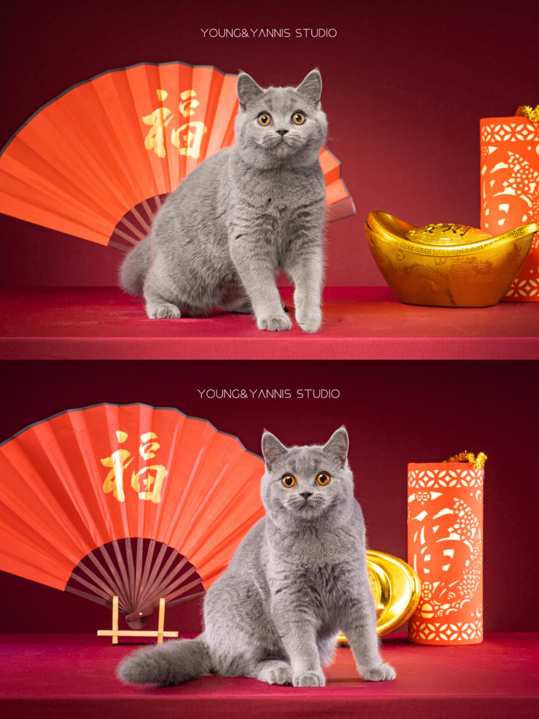 新年主题猫摄影上线啦