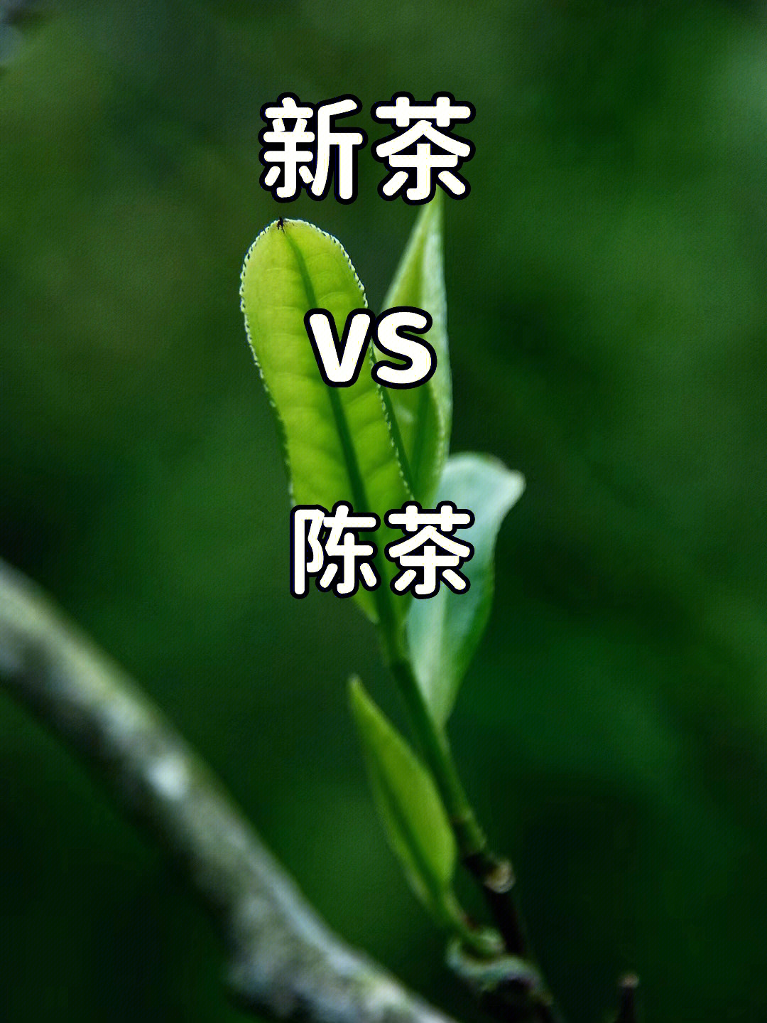 四个方法简单学会辨别陈茶和新茶