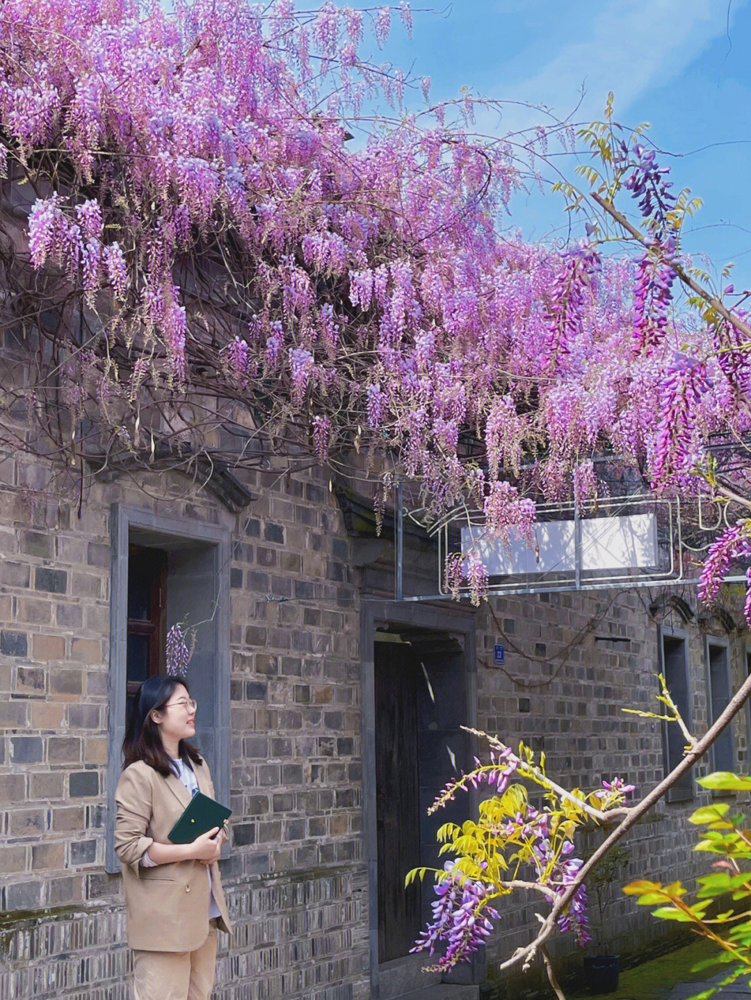 南京又是一年紫藤花开