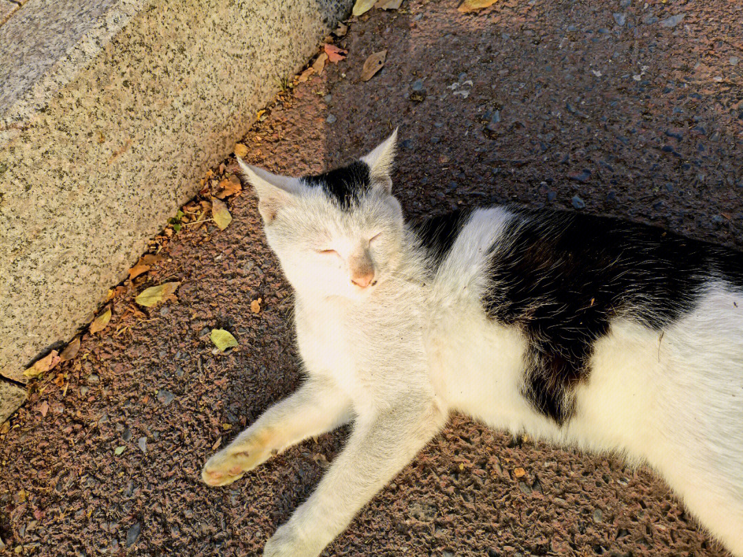 校园流浪猫