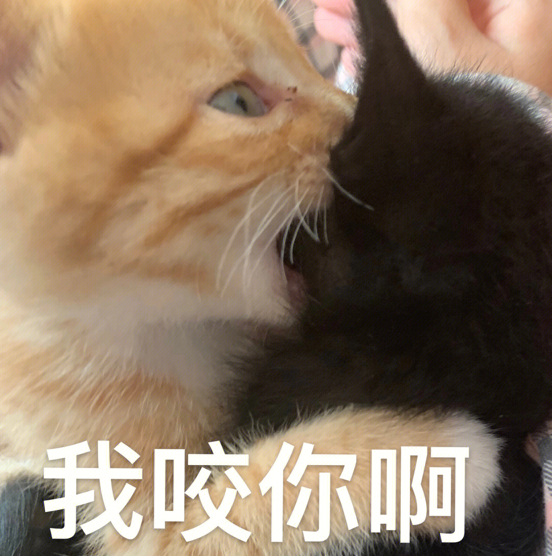 小橘猫的表情包