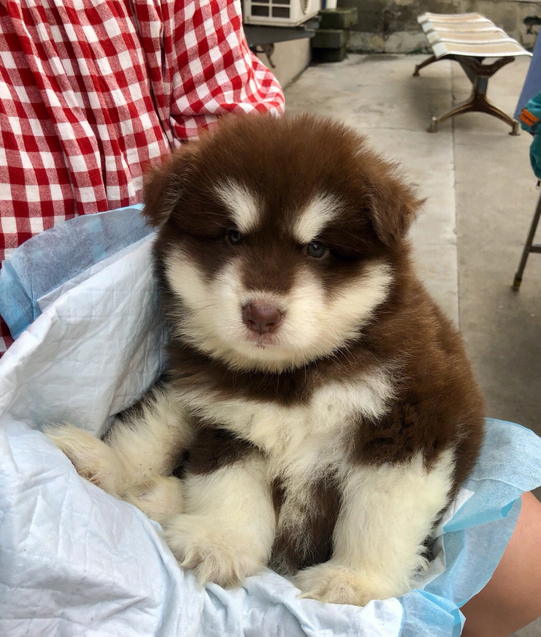 阿拉斯加雪橇犬