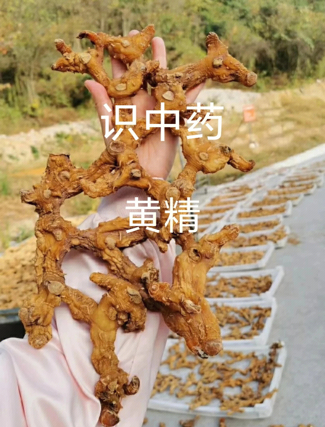 中药材黄精是补阴药,为百合科植物滇黄精,黄精或多花黄精的干燥根茎.