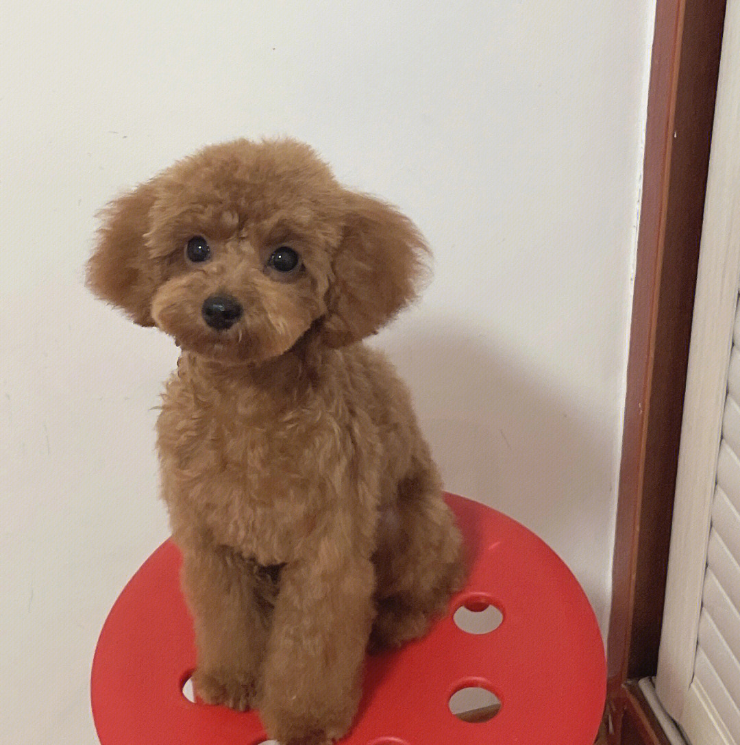 纯种泰迪 宠物贵宾 红色泰迪犬 小体玩具泰迪狗狗出售 视频 支付宝 宝贝它 泰迪/贵宾 /编号10109300 - 宝贝它