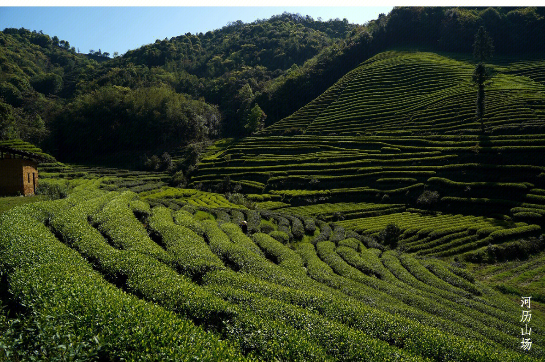 武夷高山茶何历山场