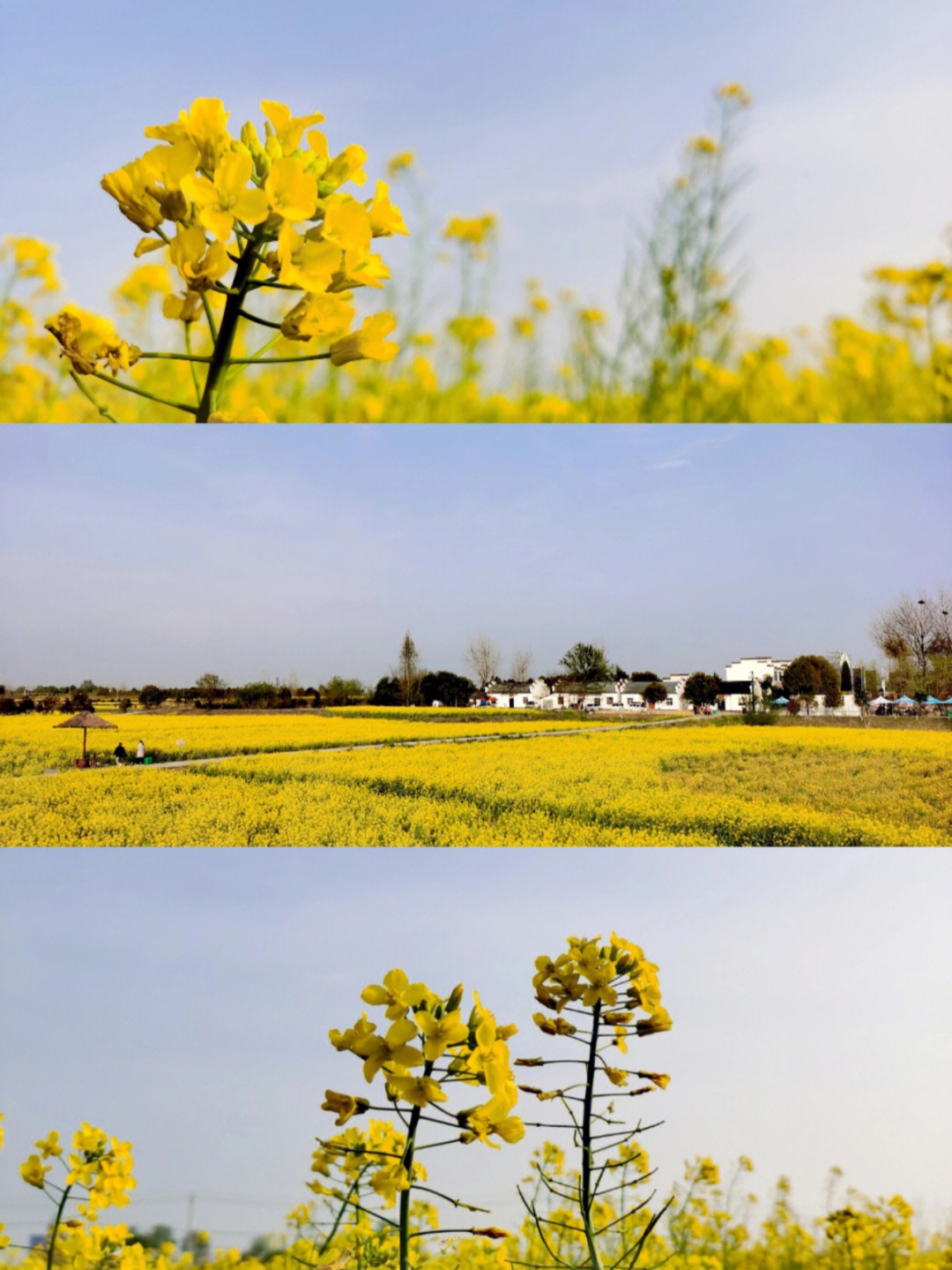 沙洋油菜花