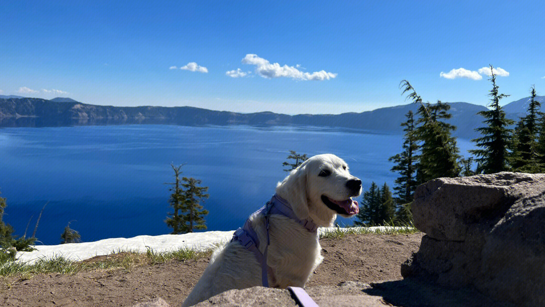 Discover the Best Pet Friendly Hotels Near Lake Tahoe for Your Next Adventure