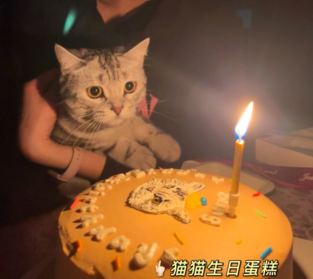 给小猫咪过生日啦