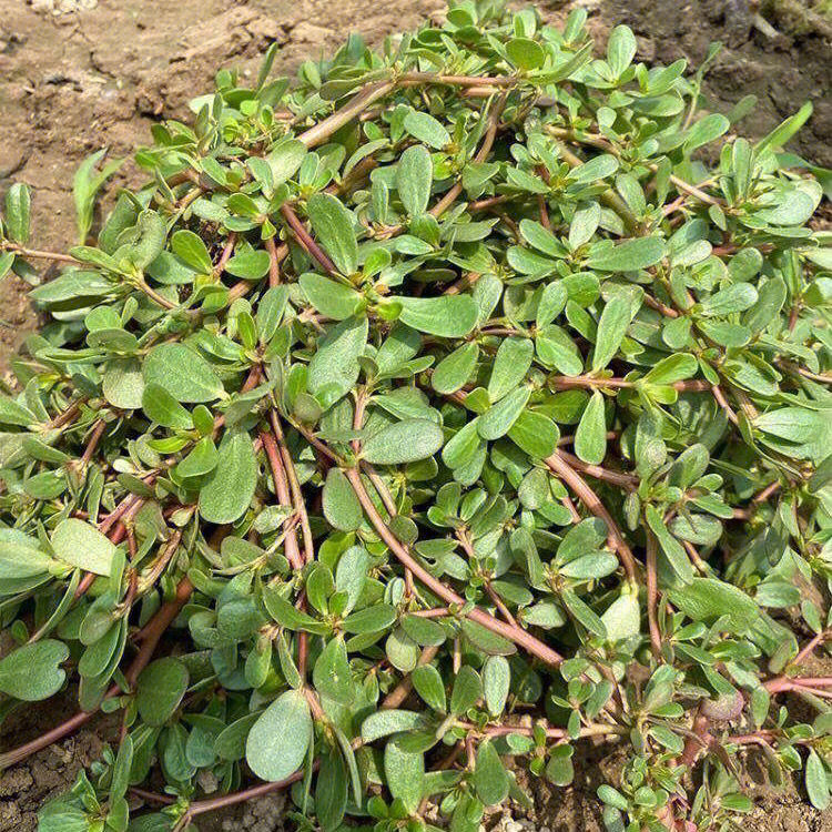 认识一味野菜～马齿苋