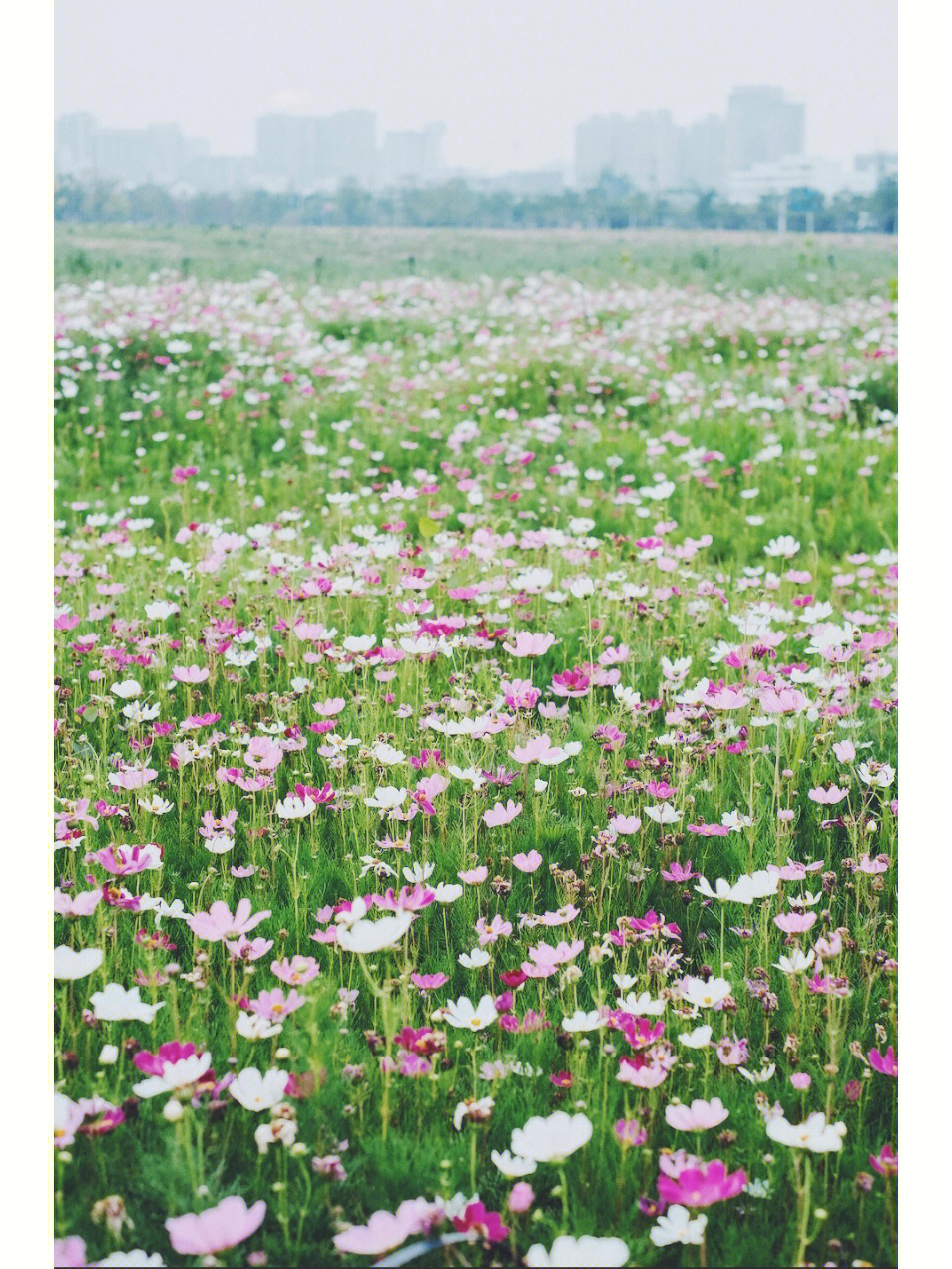 扬州运河三湾波斯菊花海仿佛进入莫奈画作